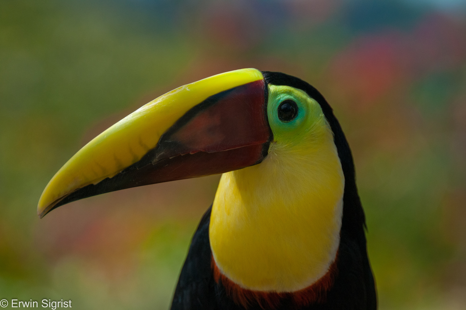 Tukan (Jaco - Costa Rica)