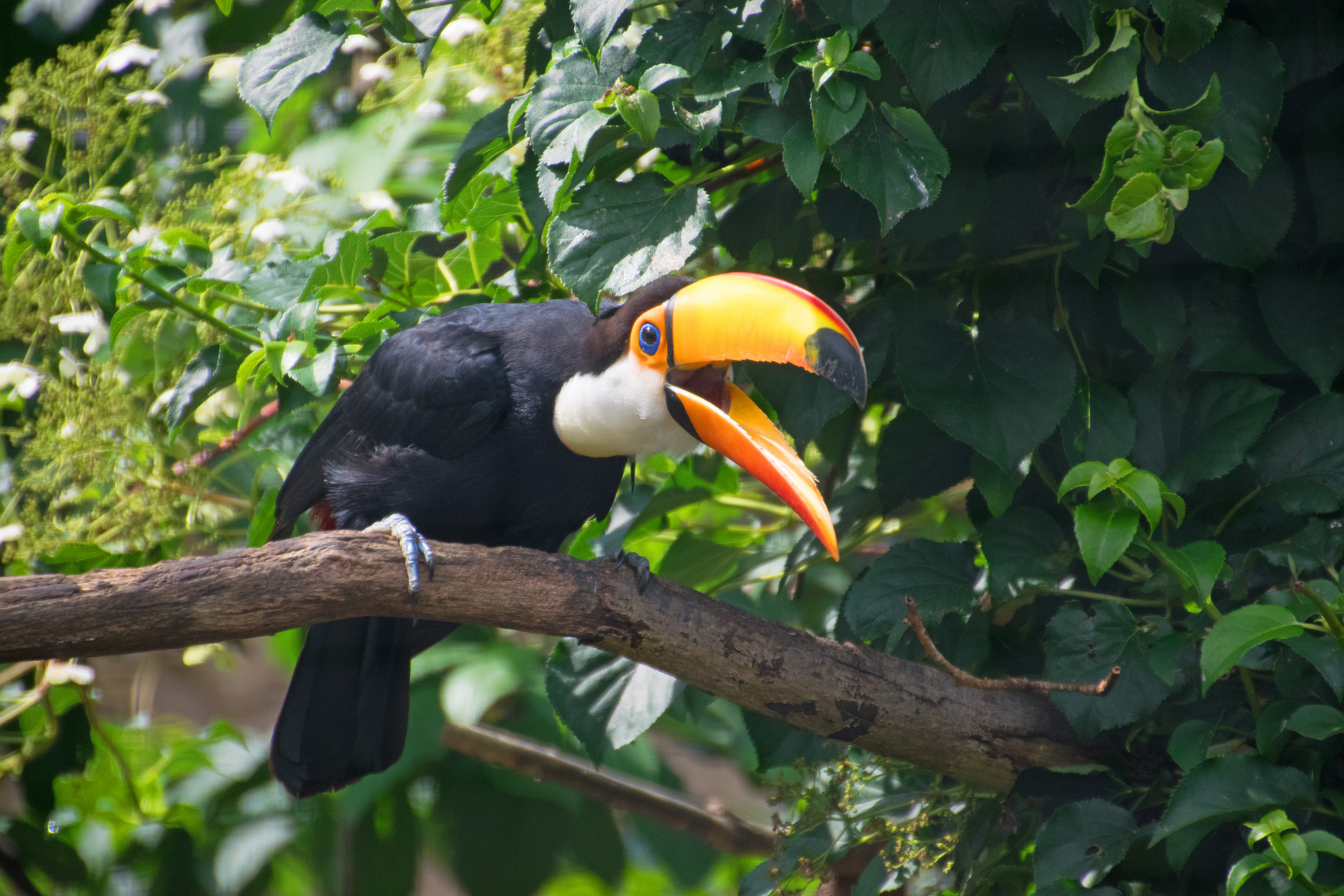 Tukan Kölner Zoo