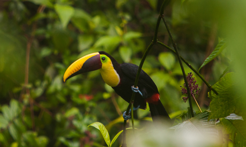 Tukan - Osa Halbinsel - Costa Rica