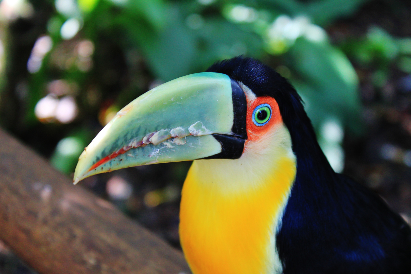 Tukan von Foz do Iguaçu - Paraná - Brasilien Foto & Bild | tiere, zoo ...