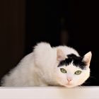 User Profile Photo