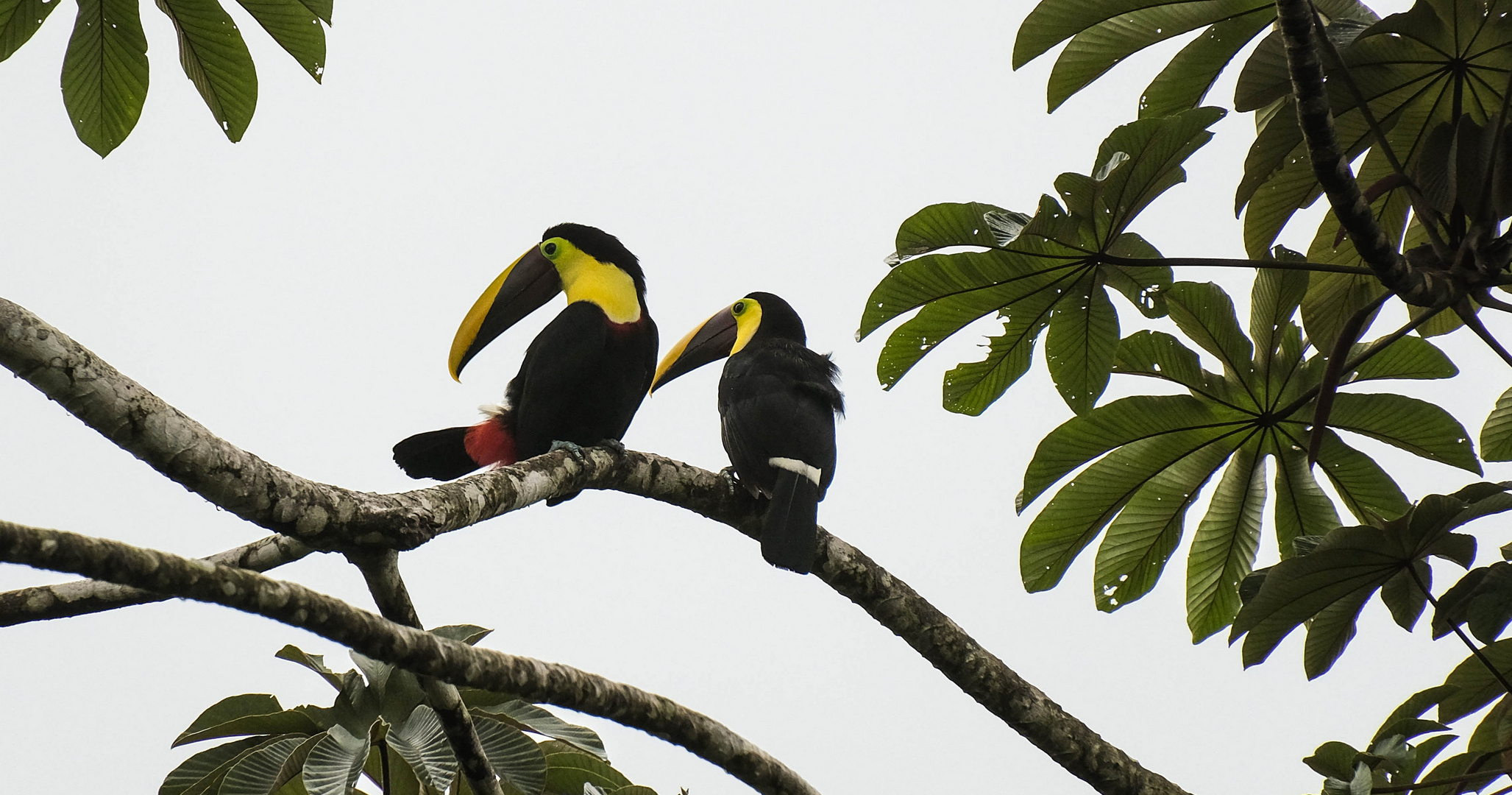 ...Tukane in der Sarapiqui Rainforest Lodge...