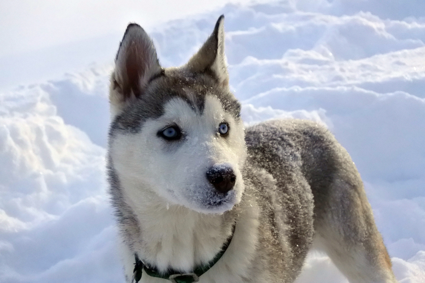 Tula ein Huskywelpe