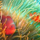 Tulamben Shipwreck USS Liberty Anemonenfisch