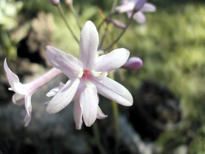 ¤> tulbaghia 