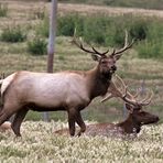 Tule Elks
