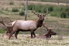 Tule Elks