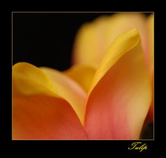 Tulip