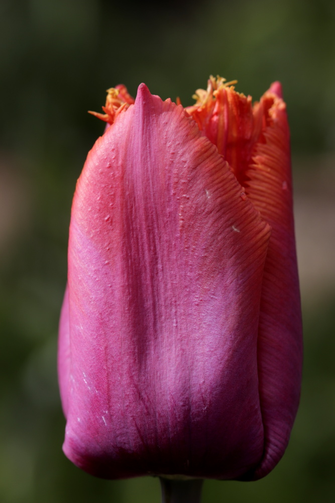 Tulip