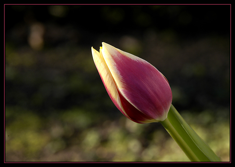 Tulip