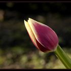 Tulip