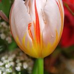 Tulip