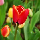 Tulip