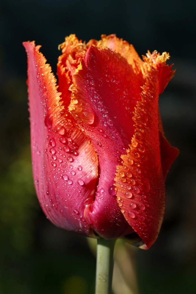 Tulip