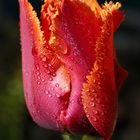 Tulip