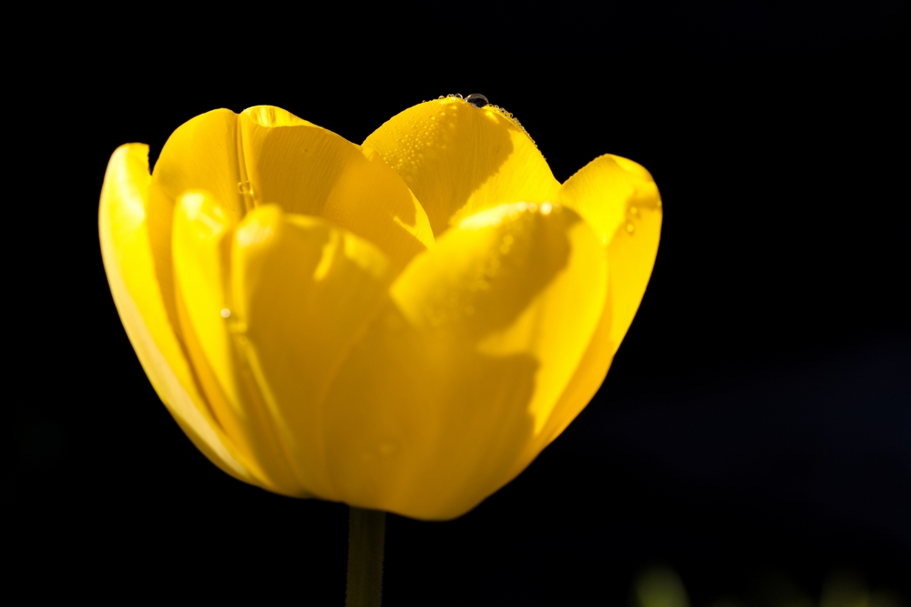 Tulip