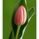 Tulip