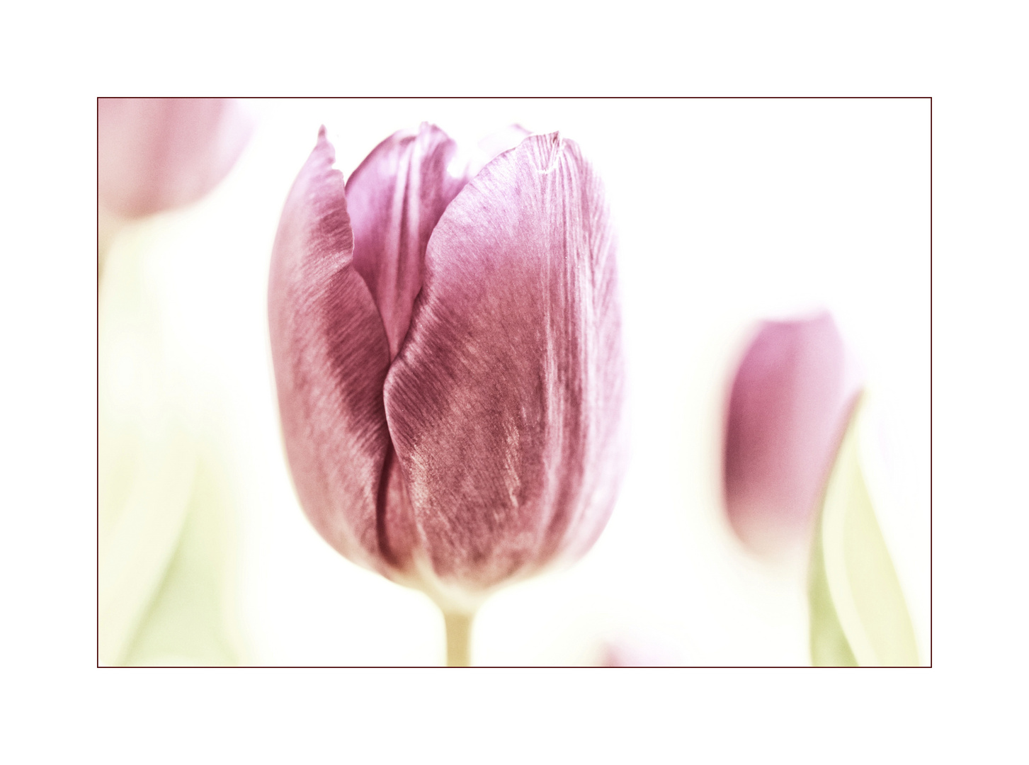 Tulip