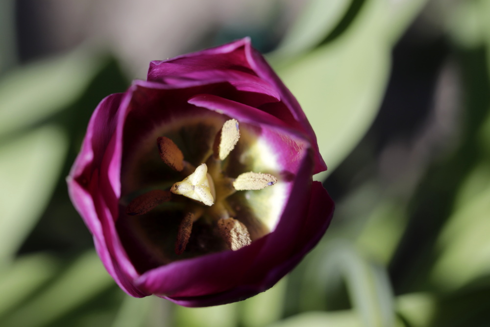 Tulip