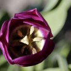 Tulip