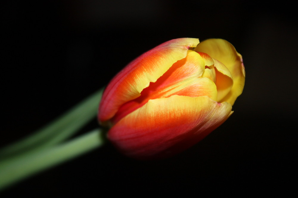 Tulip..