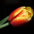 Tulip..