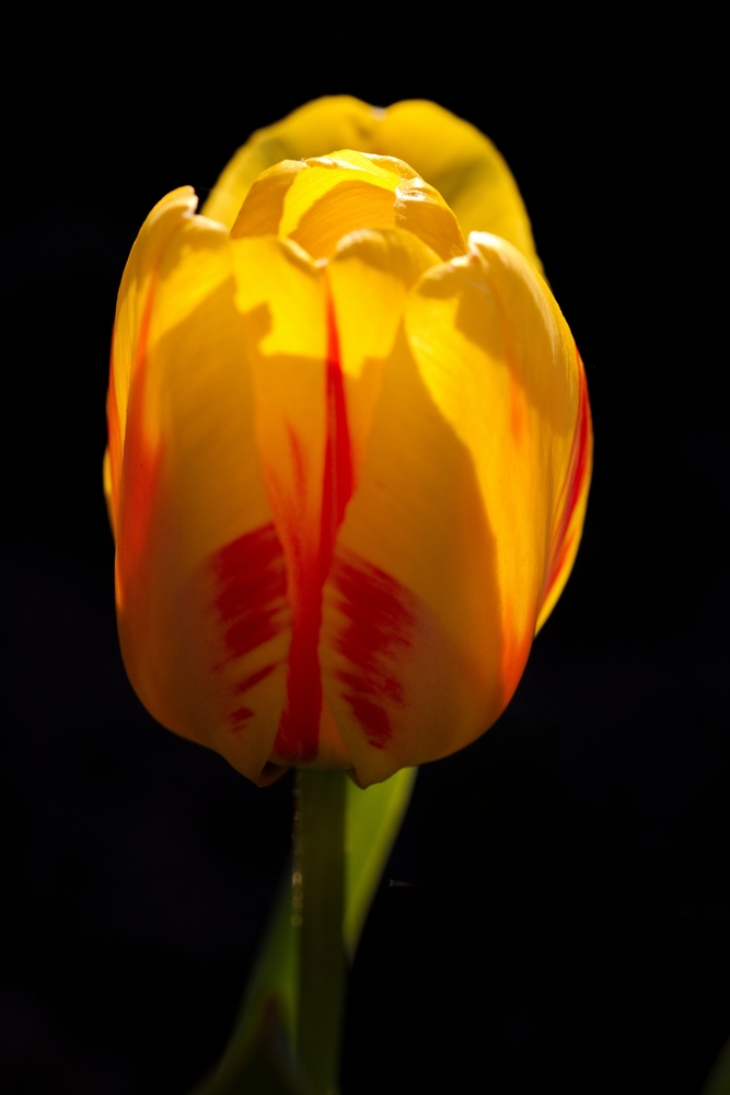 Tulip