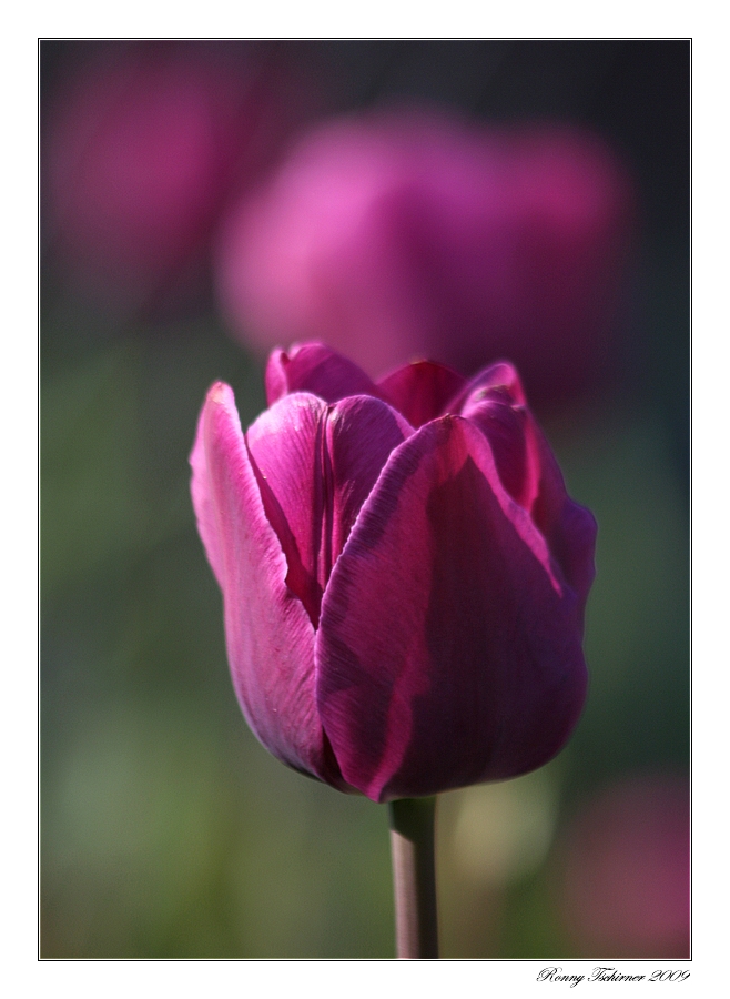 Tulip