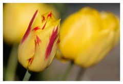 Tulip # 14