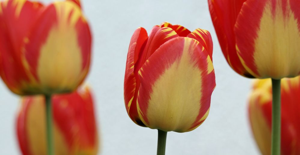 Tulip # 15