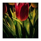 tulip 15/1