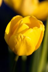 Tulip