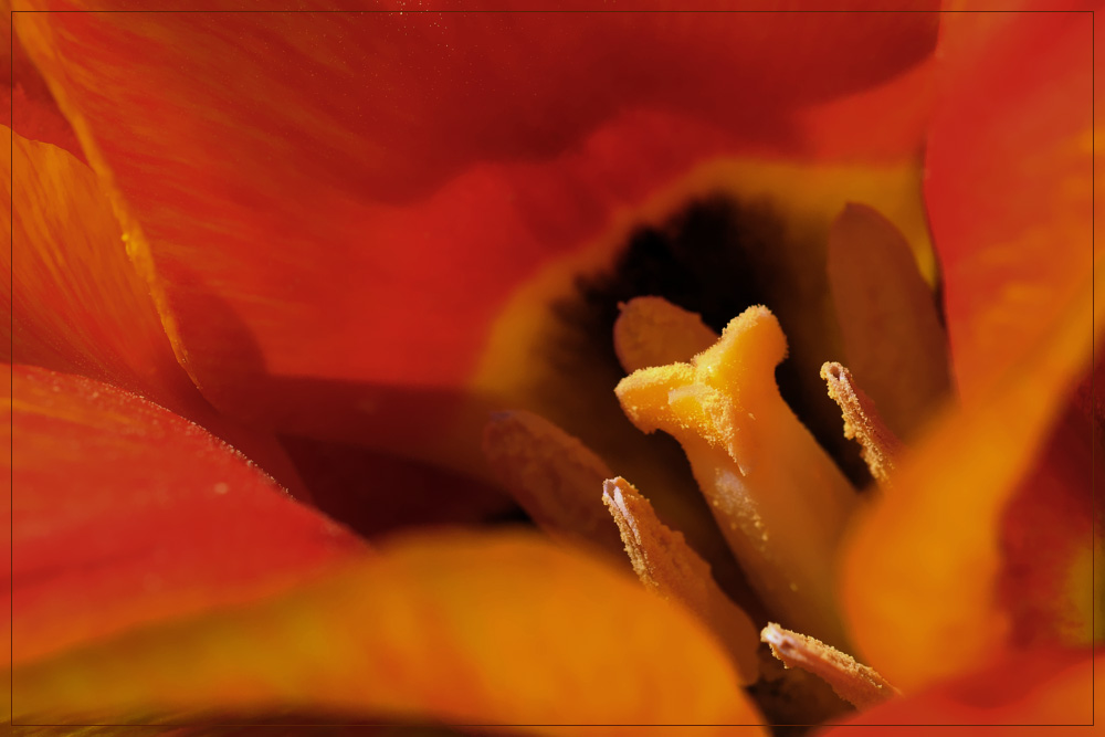 tulip