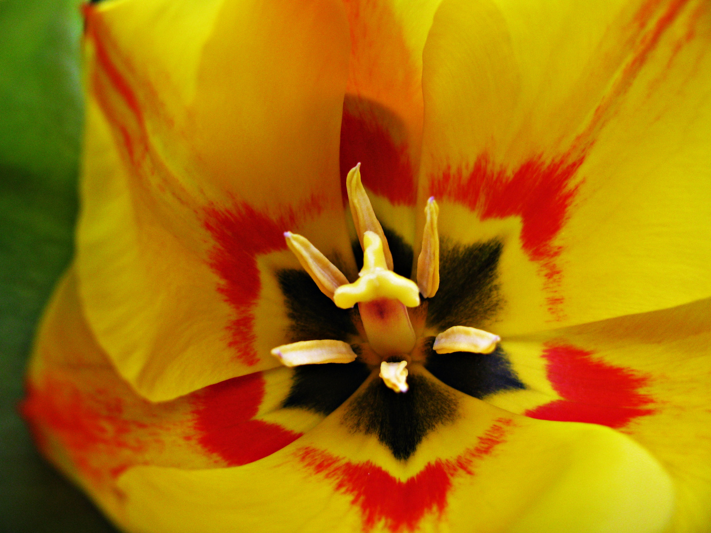 Tulip