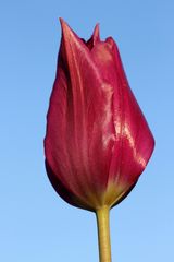 Tulip