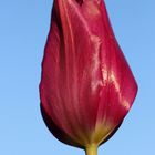 Tulip