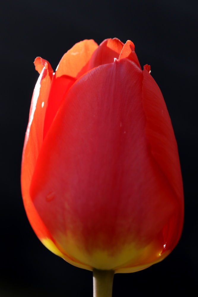 Tulip