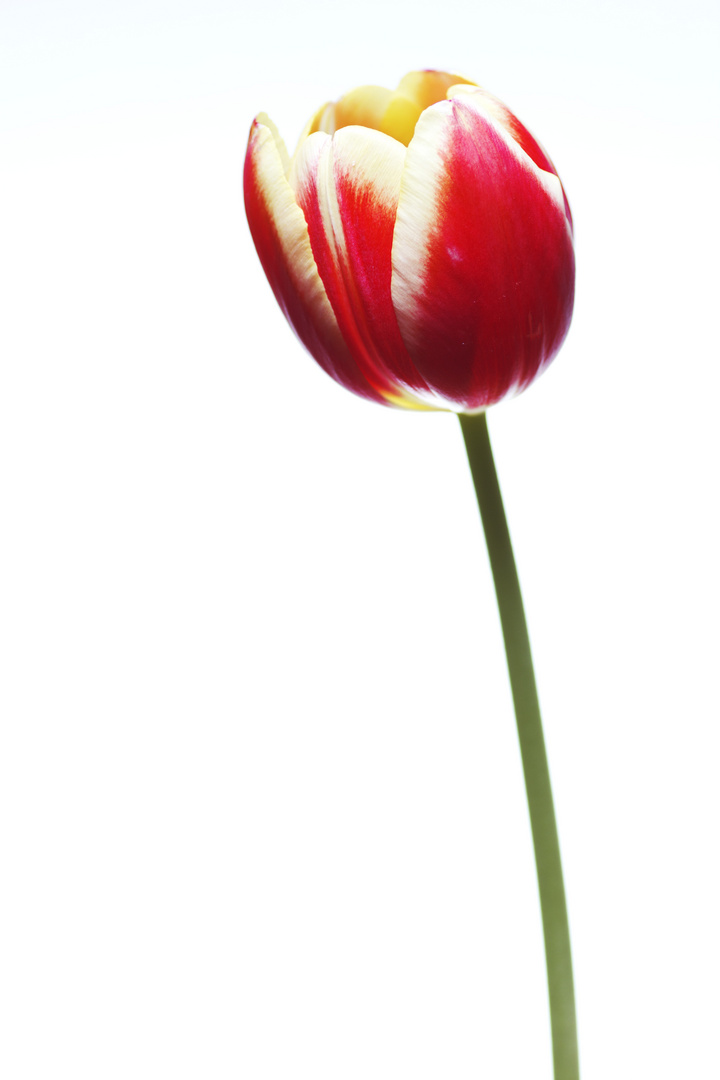 Tulip