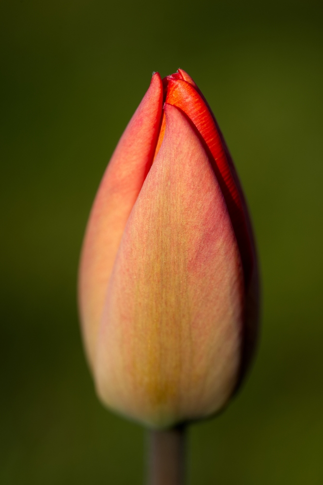 Tulip