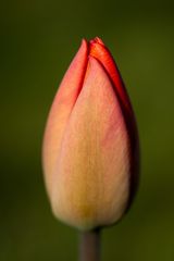 Tulip