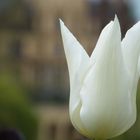 Tulip* 2