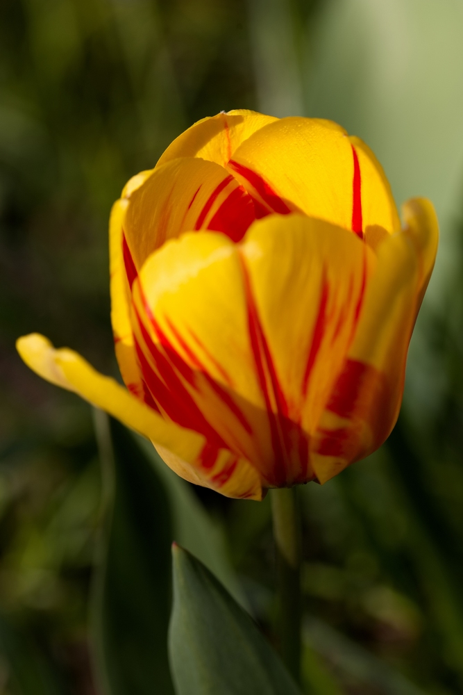 Tulip