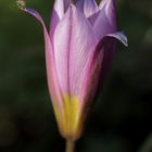 Tulip