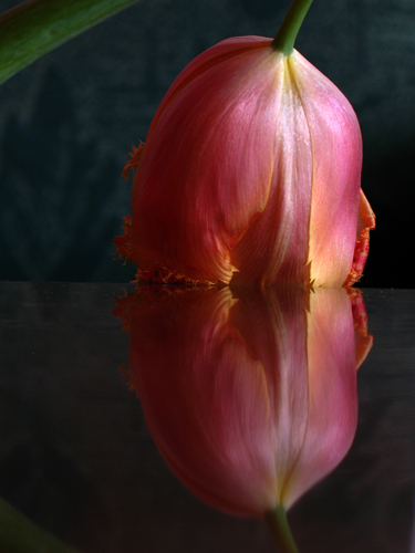 Tulip