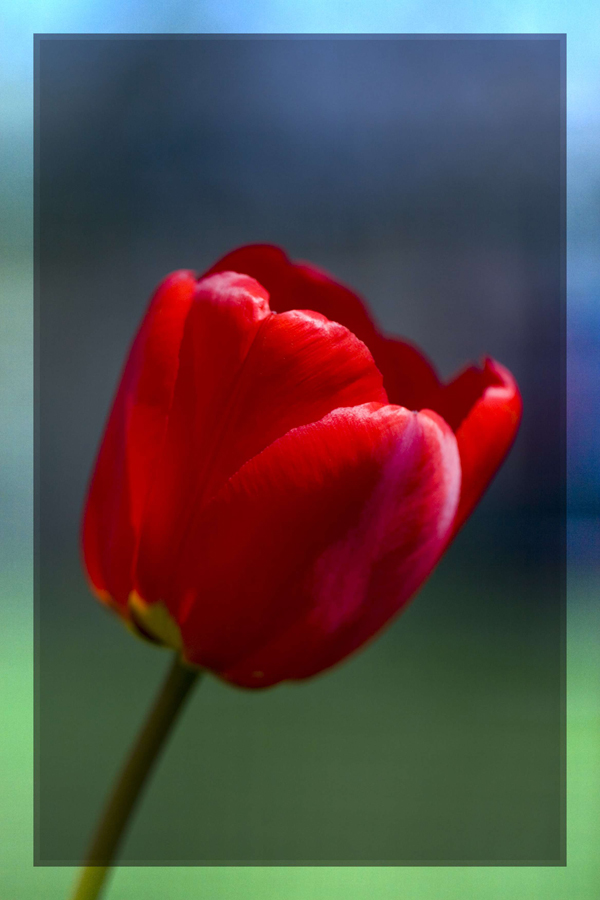 tulip