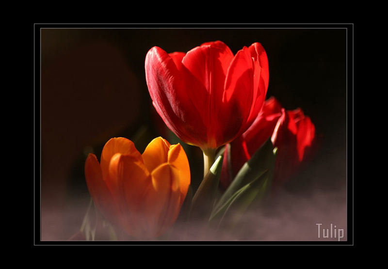 Tulip