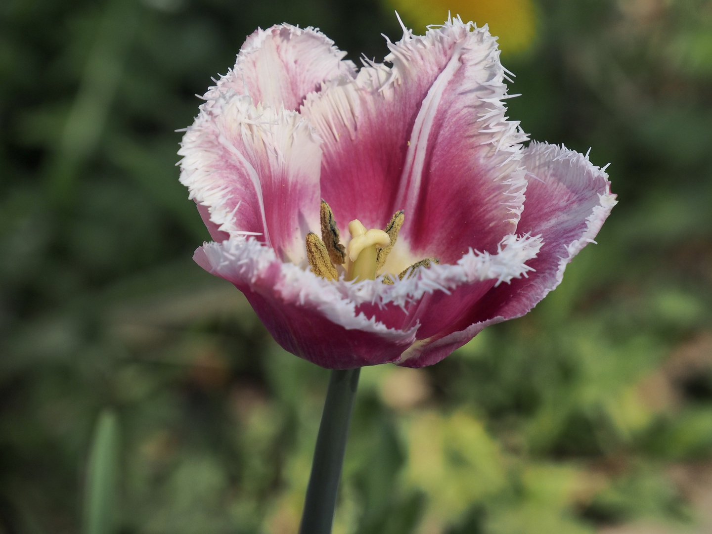 ~  Tulip  ~