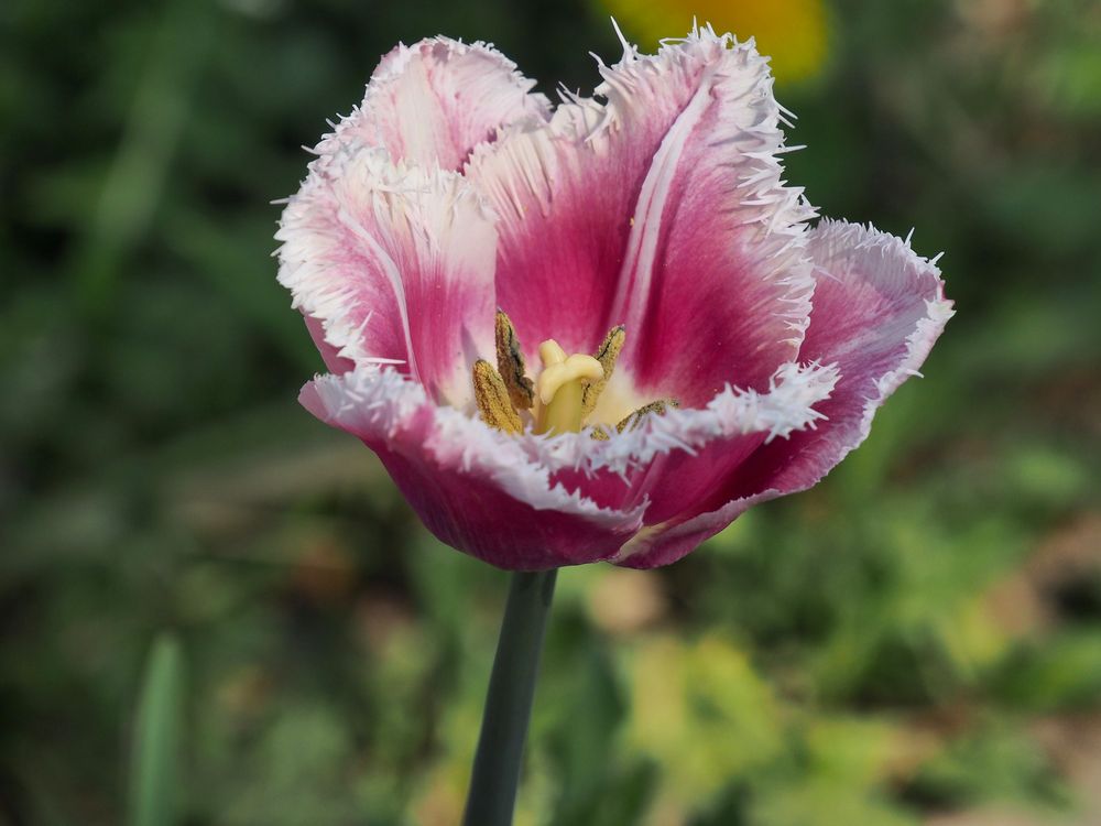 ~  Tulip  ~