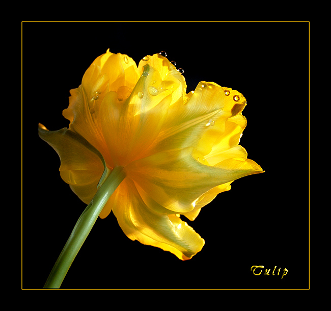 tulip