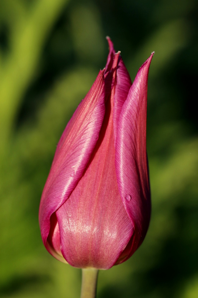 Tulip